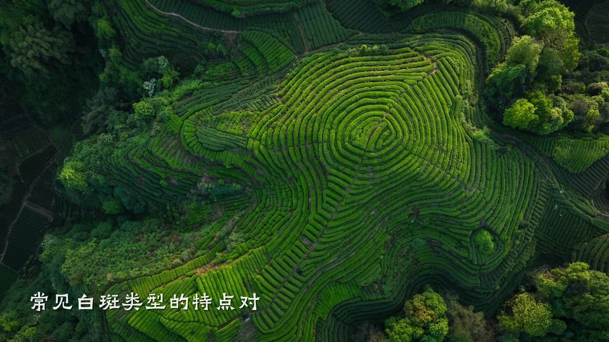 常见白斑类型的特点对