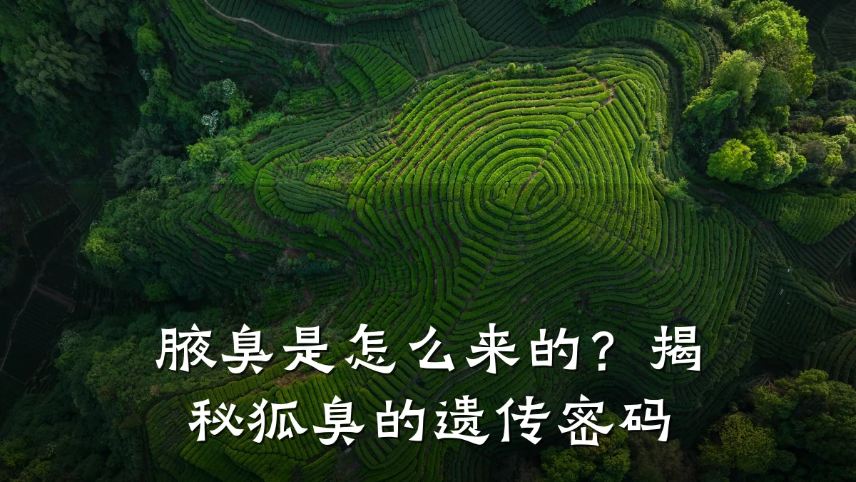 腋臭是怎么来的？揭秘狐臭的遗传密码