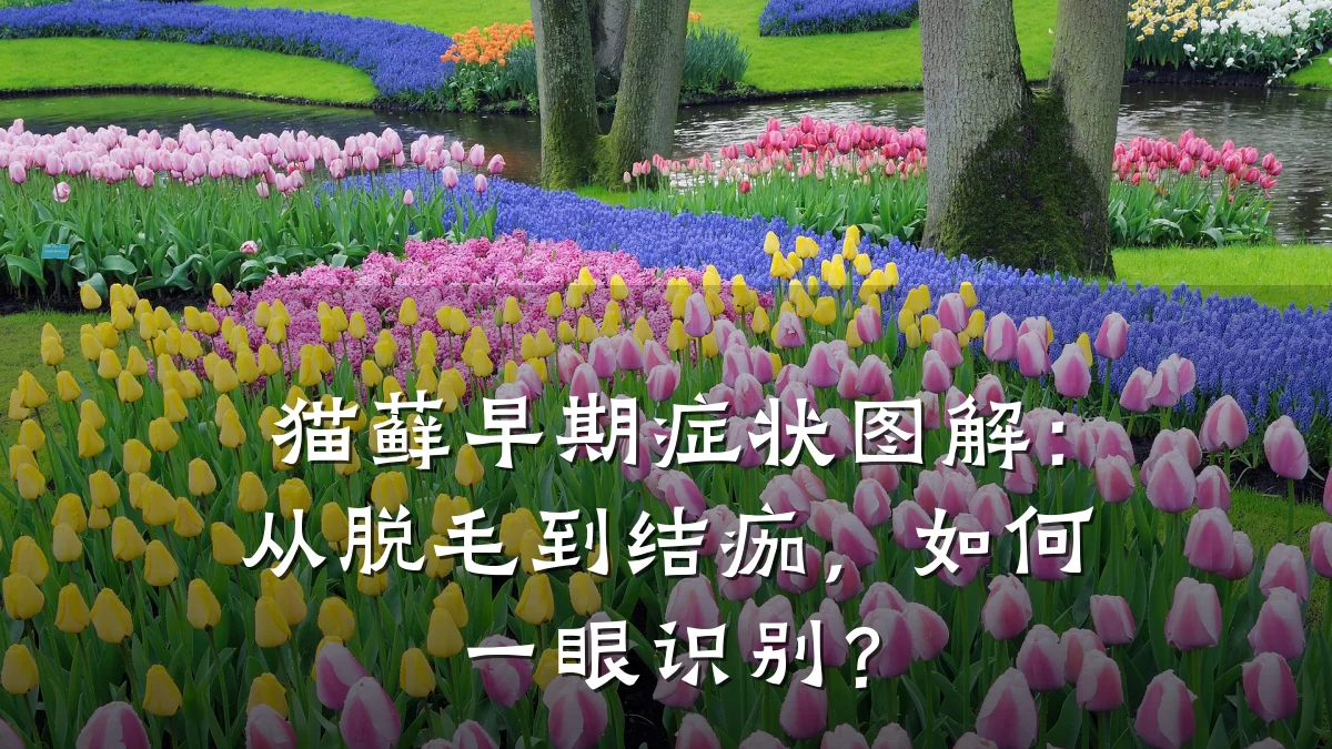 猫藓早期症状图解:从脱毛到结痂,如何一眼识别?