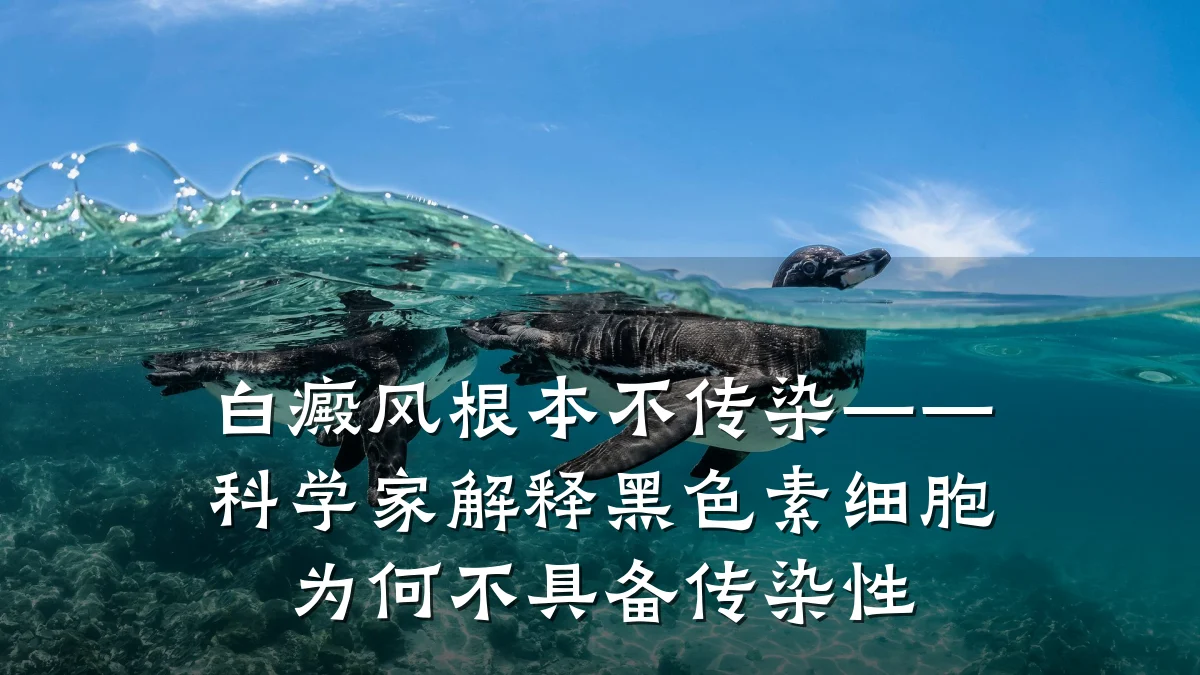 白癜风根本不传染——科学家解释黑色素细胞为何不具备传染性
