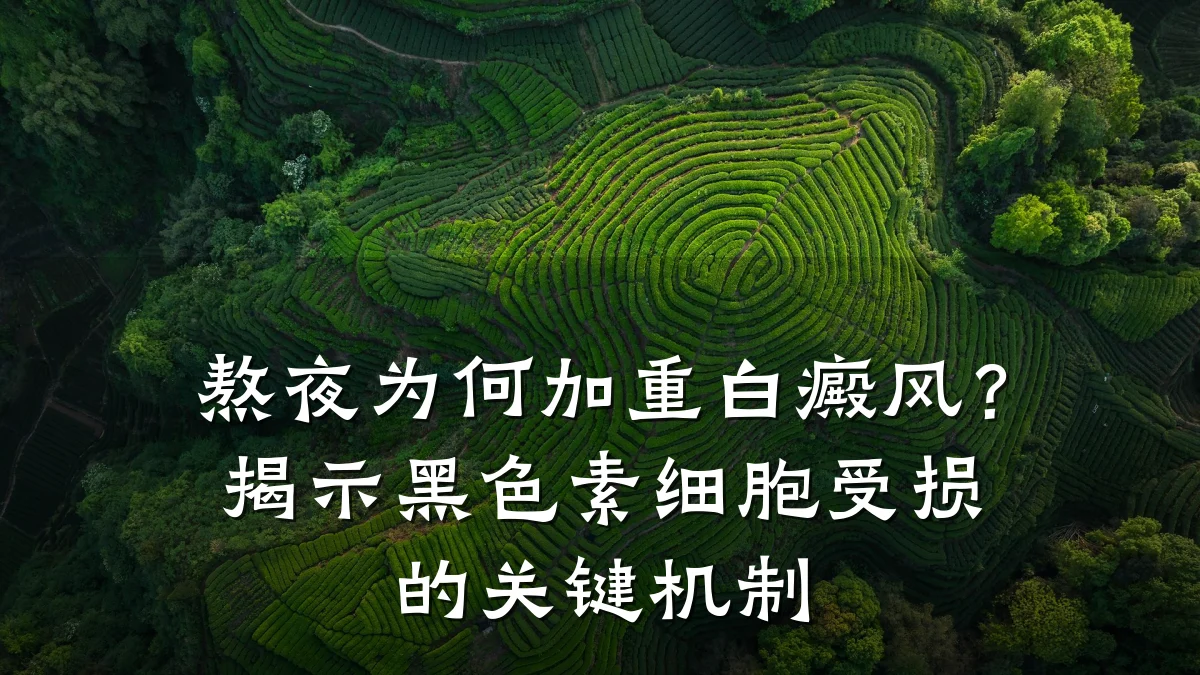 熬夜为何加重白癜风?揭示黑色素细胞受损的关键机制