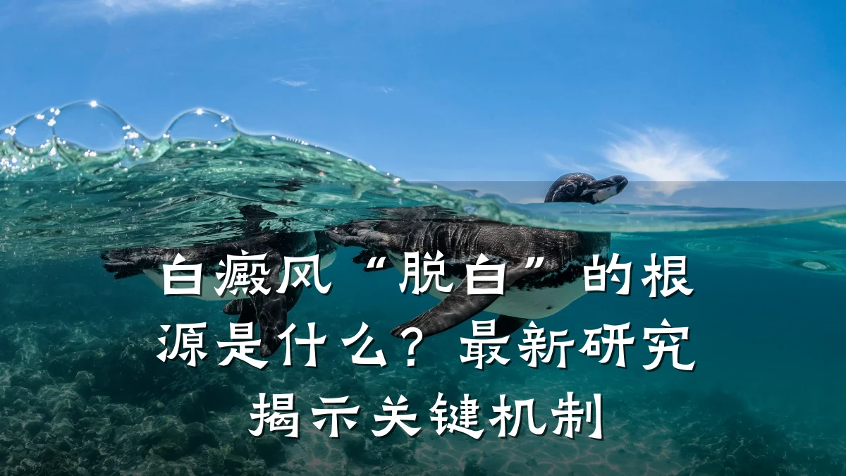 白癜风“脱白”的根源是什么？最新研究揭示关键机制