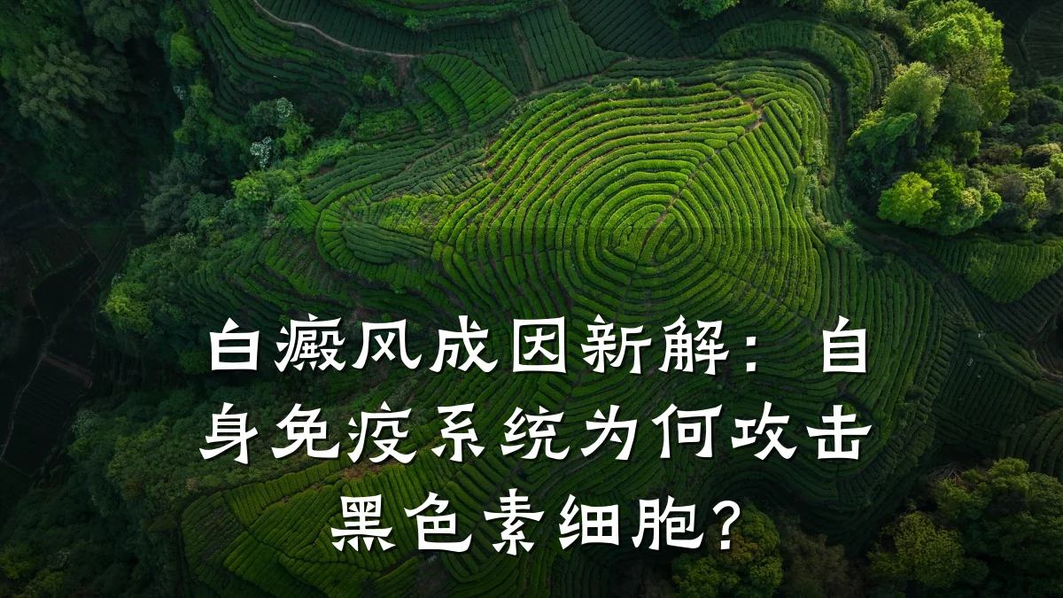 白癜风成因新解:自身免疫系统为何攻击黑色素细胞?