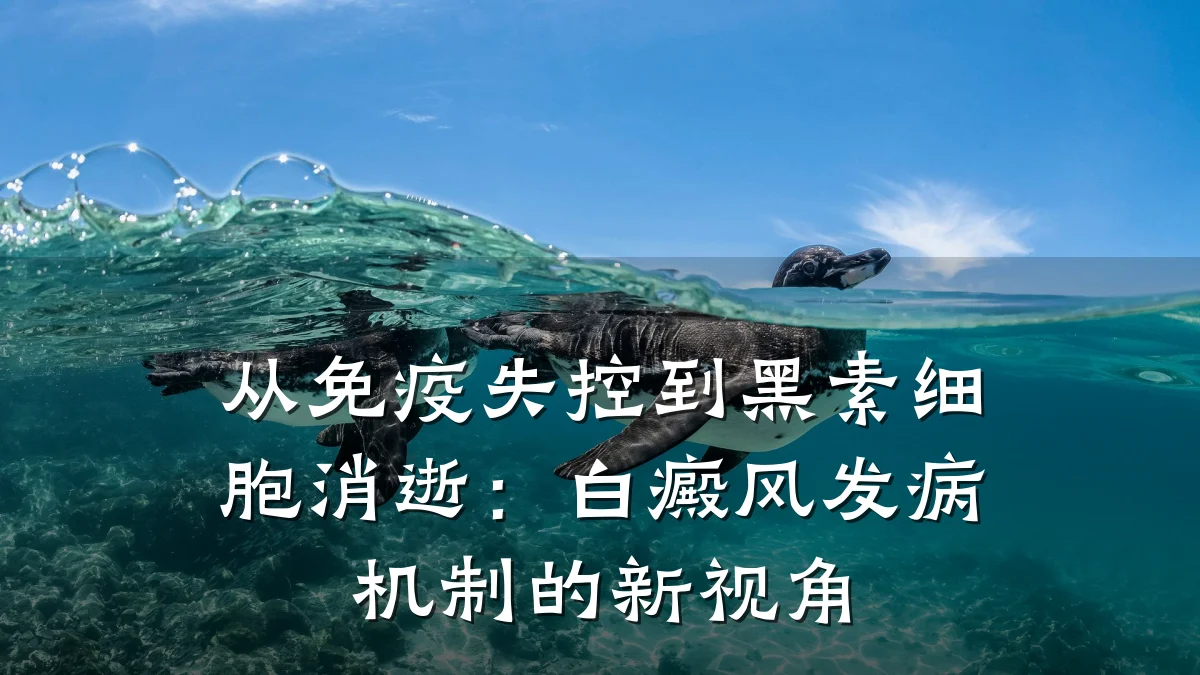 从免疫失控到黑素细胞消逝:白癜风发病机制的新视角