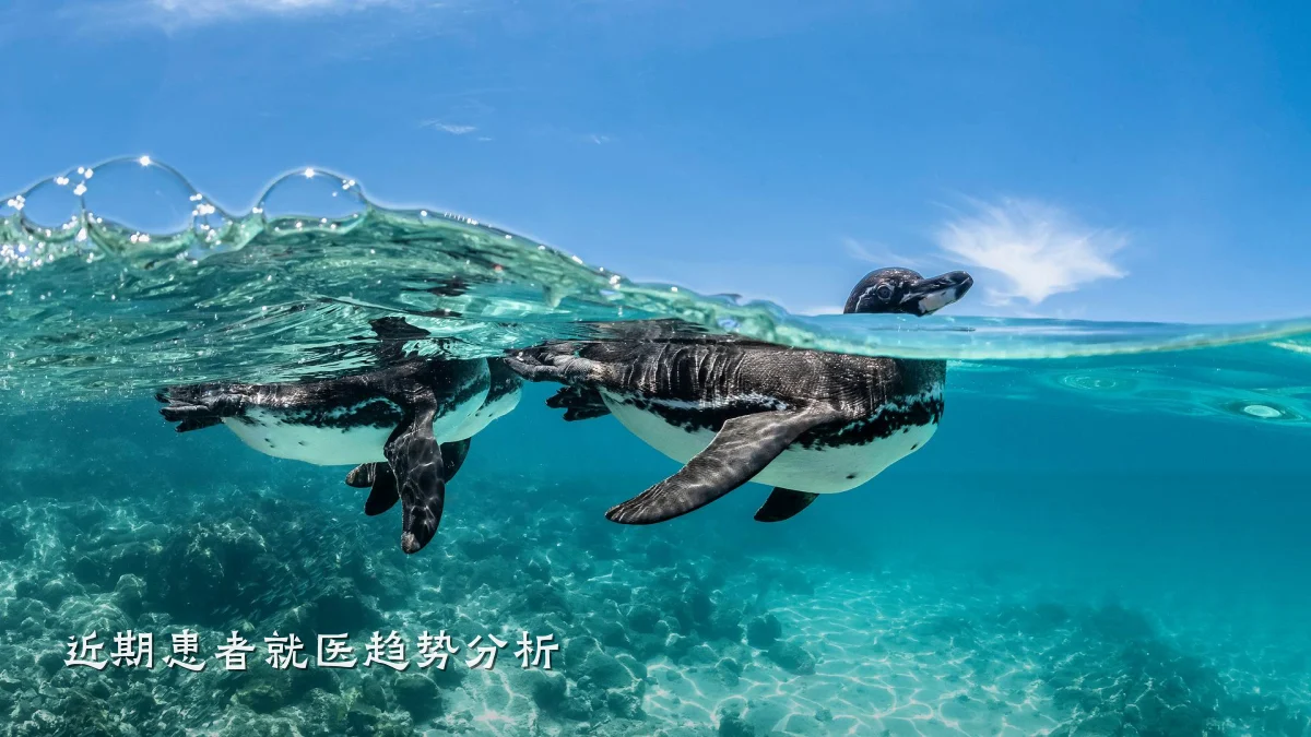 近期患者就医趋势分析