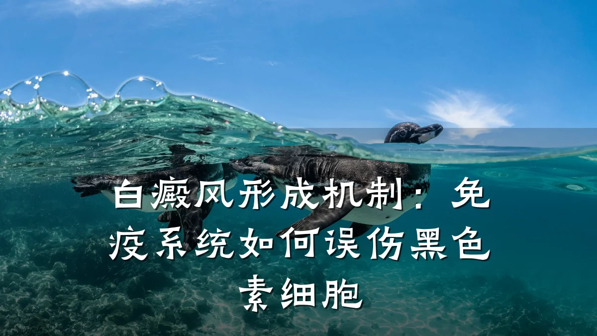 白癜风形成机制:免疫系统如何误伤黑色素细胞