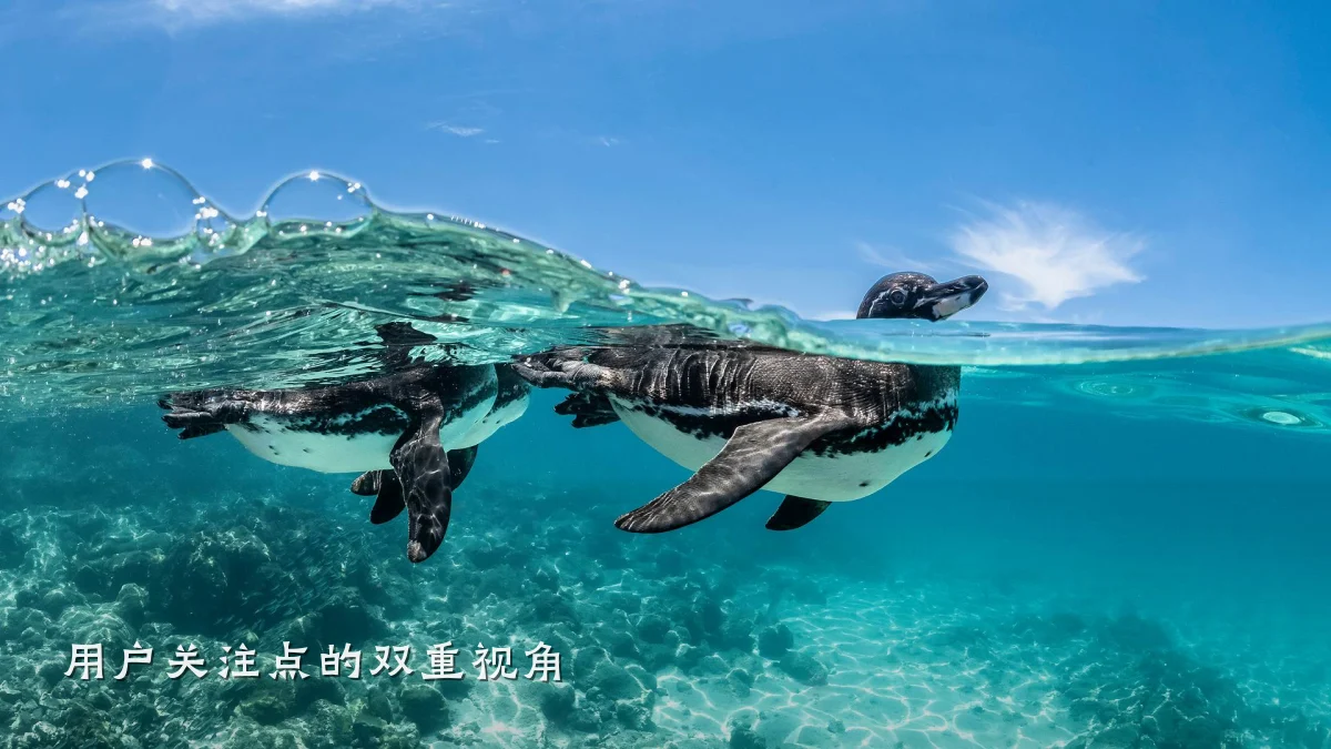 用户关注点的双重视角